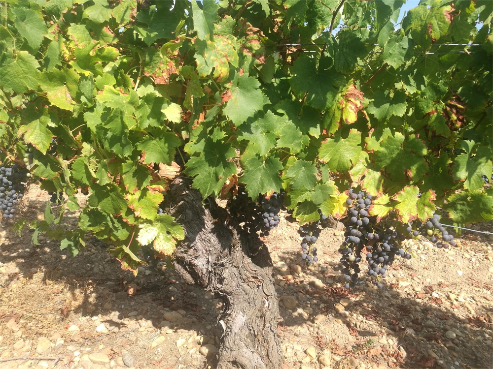 加盟進口紅酒生意需投入多少資金