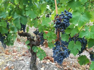 做紅酒批發商怎么樣